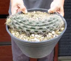 【現品】サボテン・入鹿　いるか（ステノケレウス・エルカ）「這う悪魔」８号　A8番 現品】サボテン・入鹿 いるか（ステノケレウス・エルカ）「這う