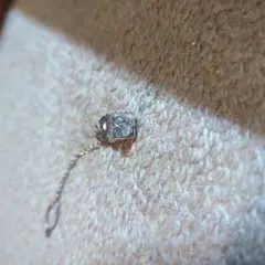 Item thumbnail for item 96ab4346-1325-4613-a048-089b78b7b541