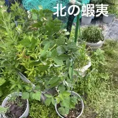 ラズベリー トゥラミーン（Tulameenサッカー苗）余剰苗 ラズベリー の王様 トゥラミーン（Tulameenサッカー苗）余剰苗 - メルカリ