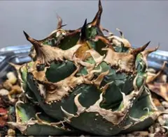 780 アガベ チタノタ 黒豹 超強甲蓋 特選 - メルカリ