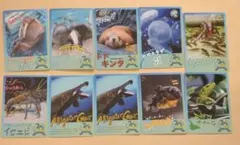 非売品】鳥羽水族館 いちこ 名刺 カード セイウチ ツララ ポウ - メルカリ