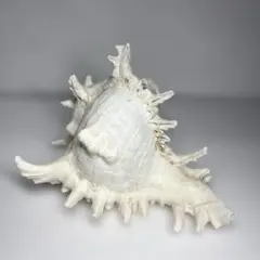 特大 貝殻 巻貝 トウカムリガイ 20センチ 海の貝殻 インテリア 置物