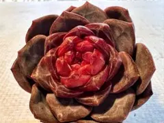 V*i様 1717新入荷　紅熊獅　エケベリア　多肉植物　撮影3月14日