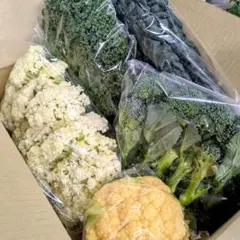 珍しい野菜 詰め合わせセット♡ 5種 希少野菜 旬の新鮮やさい