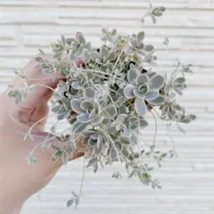 2026年最新】子持ち蓮華錦 鏡花の人気アイテム - メルカリ