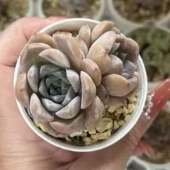 ❣️エリークイーン❣️現品 エケベリア 寄せ植え 多肉弁当 多肉植物 