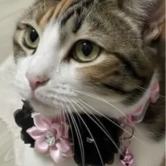 Item thumbnail for item 2475cb3a-4ab9-4d0d-a7d8-ecf0d77f1aa9