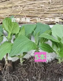 健康野菜　ヤーコン抜き苗　5本のサムネイル