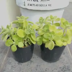 断捨離り子❣️『プロフ必読』様 リクエスト 2点 まとめ商品