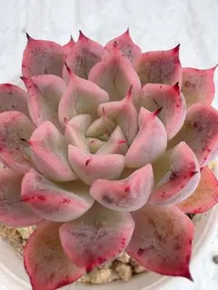 札付き♥️ラウリンゼ✕ザラコーザ✨ 2025年最新】ザラゴーサの人気アイテム - メルカリ