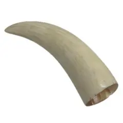 2025年最新】マッコウクジラの歯の人気アイテム - メルカリ