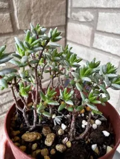 さびこ様 リクエスト 5点 まとめ商品