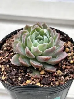 多肉植物 マッチメーカー 抜き苗 2個 - メルカリ
