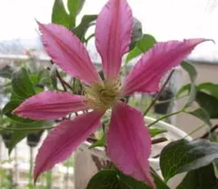 ✧︎nonotaro✧︎様 リクエスト 2点 まとめ商品