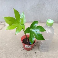 ヤツデ 八手 2年生観葉植物 庭木 苗木 常緑樹 抜き苗メルカリ便 縁起物