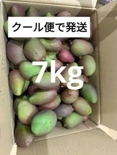 宮崎県産 摘花 グリーン マンゴー 5.5キロ - メルカリ