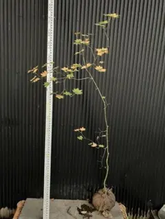 2025年最新】コハウチワカエデの人気アイテム - メルカリ