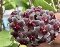 セール レア ホヤ Hoya Motuoensis サクララン - メルカリ