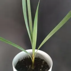 2026年最新】ブラヘアアルマータの人気アイテム - メルカリ