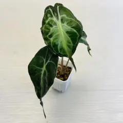 アロカシア ヴェノム Alocasia Venom - メルカリ