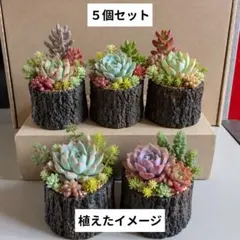 ❤️多肉植物そのまま飾れる寄せ植え❤️リメイク鉢6個セット❤️お得