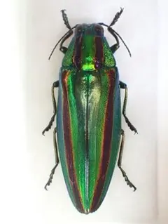 2026年最新】タマムシ 標本の人気アイテム - メルカリ