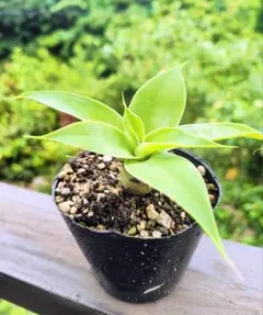 アガベ　アテナータ　streaked US株　大サイズ アガベ・アテナータ・カラズ ストライプズ - 植物と暮らす m-plant