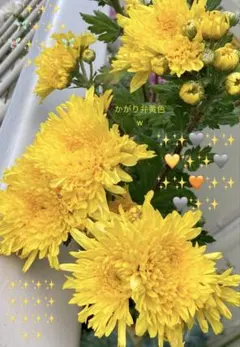 秋菊 美しいサーモンピンク菊 抜き苗1本① - メルカリ