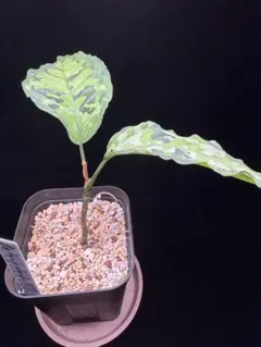 Aglaonema pictum GW2001-14 TB便 Aglaonema pictum GW2001-14 TB便 - メルカリ