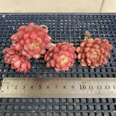 kaorin様 リクエスト 4点 まとめ商品