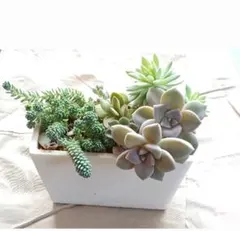 多肉植物 寄せ植えセット