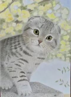 スコティッシュフォールド　猫　絵画　絵