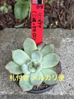 多肉植物 カランコエ ロウルサンコさんオリジナル品種 ミーアキャット