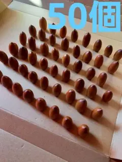 マテバシイ