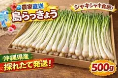 訳あり特価】1500g 伊江島産 島らっきょう 農家直送 沖縄産 送料込み