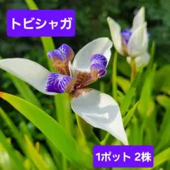 トビシャガ　1ポット2株のサムネイル