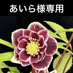 あいら様専用　クリスマスローズ　ポット発送