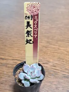2026年最新】おらいさん苗 青鬼の人気アイテム - メルカリ