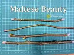 2026年最新】いちじく穂木の人気アイテム - メルカリ