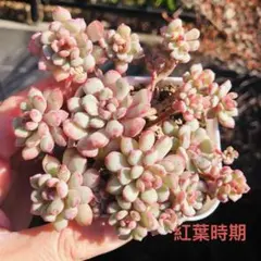 ☆レッドベリー錦2苗⑬☆抜き苗☆セダム☆多肉☆多肉植物☆寄せ植え