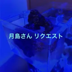 天然ライブロック　アメリカンパイのサムネイル