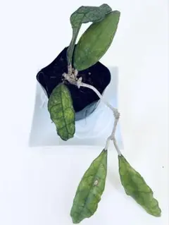 ホヤ フィンレイソニー Hoya finlaysonii ③