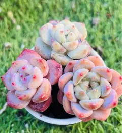 fukiko2107様 ご専用　追加リクエスト 2点 まとめ商品