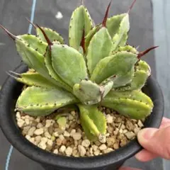 2025年最新】アガベキュービック錦の人気アイテム - メルカリ