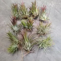 uzutan様 リクエスト 2点 まとめ商品