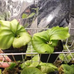 モンきち様 リクエスト 2点 まとめ商品