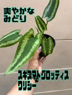 2026年最新】スキスマトグロッティスの人気アイテム - メルカリ