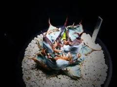 アガベ　チタノタブルー実生　選抜株　胴切り子株（3株目） アガベ チタノタブルー実生 選抜株 胴切り子株（3株目） - メルカリ