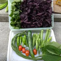 野菜詰め合わせ コンパクトいっぱいのサムネイル