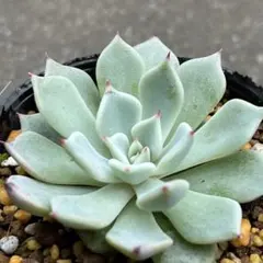 2025年最新】ミックスベリアの人気アイテム - メルカリ